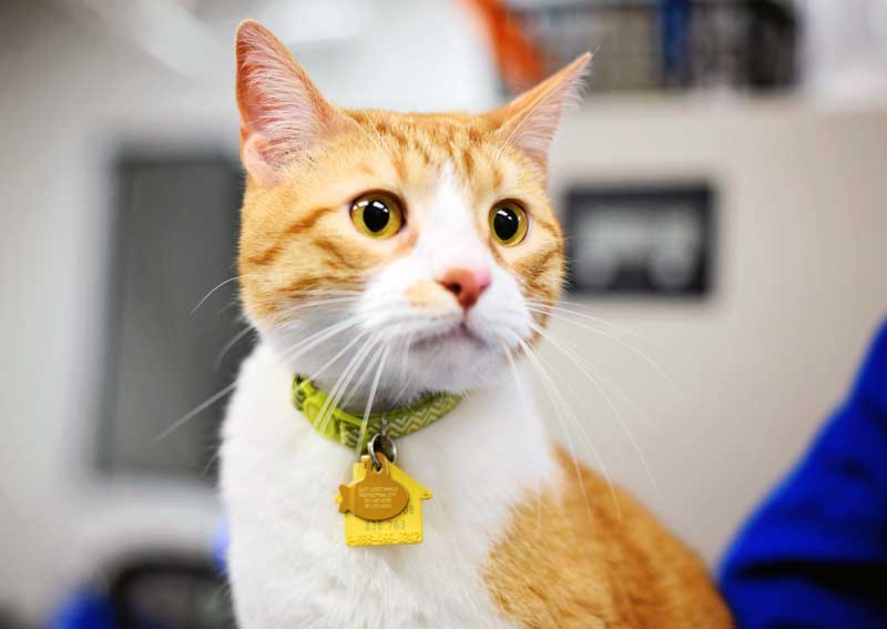 Carousel Slide 4: Feline veterinary exams