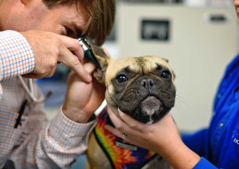 Carousel Slide 5: Dog veterinary exams