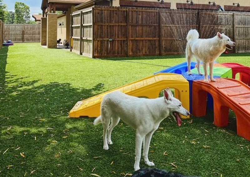 Carousel Slide 2: Come Play at Our Pet Resort!