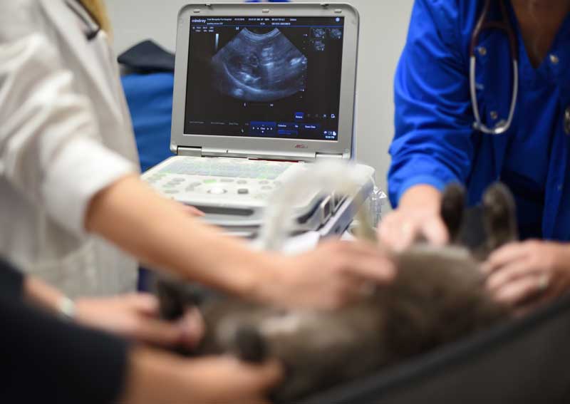 Carousel Slide 6: Veterinary ultrasounds