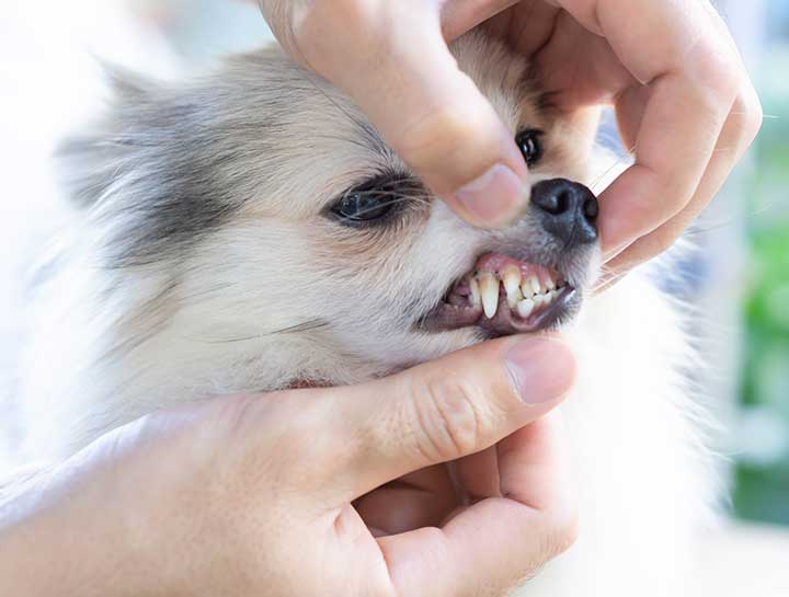 Arlington Pet Dentist